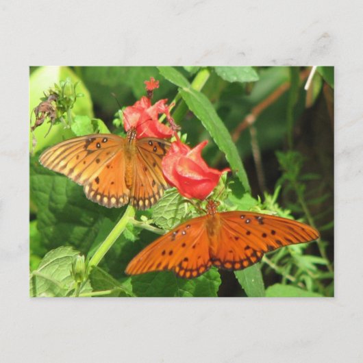 Gulf Fritillary Duo Postcard Postkarte (Vorderseite)