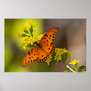Gulf-Fritillary oder Passionsfalter auf Goldrute Poster