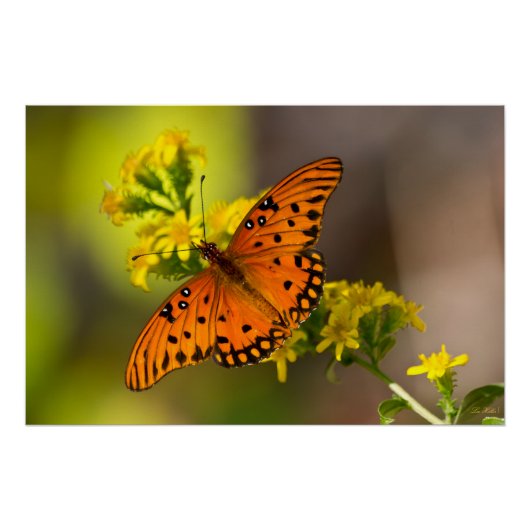 Gulf-Fritillary oder Passionsfalter auf Goldrute Poster (Vorderseite)