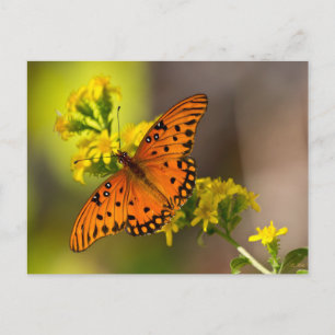 Gulf-Fritillary oder Passionsfalter auf Goldrute Postkarte