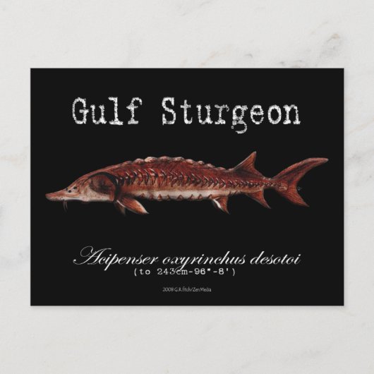 Gulf Sturgeon-Black-Postcard Postkarte (Vorderseite)