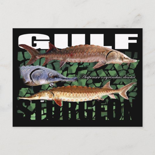 Gulf Sturgeon-Collage-Postcard Postkarte (Vorderseite)