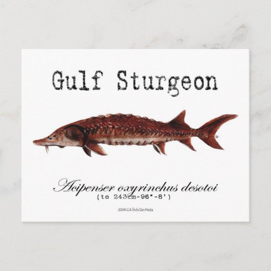 Gulf-White-Postcard Postkarte (Vorderseite)
