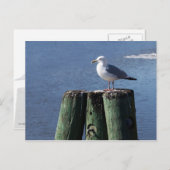 Gull auf Pilings Postkarte (Vorne/Hinten)