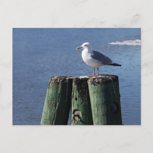 Gull auf Pilings Postkarte (Vorderseite)