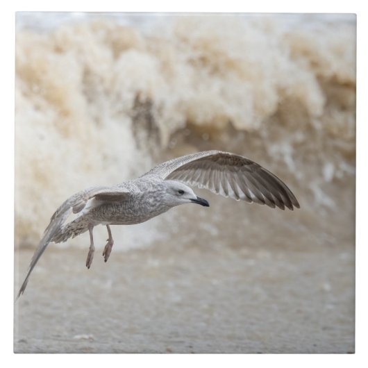 Gull Bird Flying Fliese (Vorderseite)