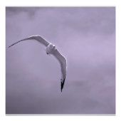 Gull in flight black and white poster (Vorderseite)