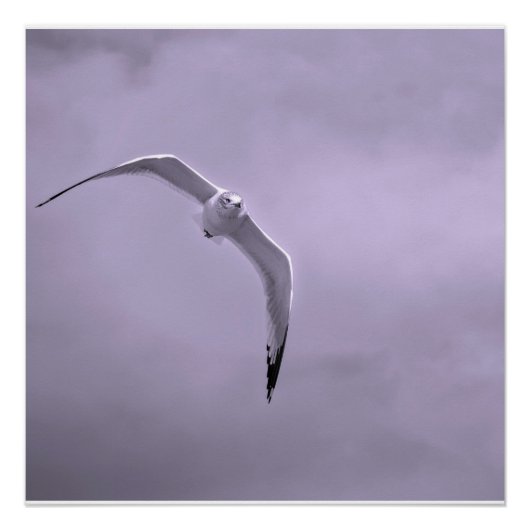 Gull in flight black and white poster (Vorderseite)