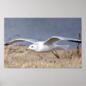 Gull in Flight Poster (Vorne)