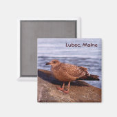 Gull in Lubec, Maine Magnet (Vorderseite/Rückseite)
