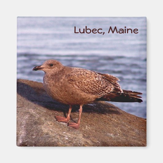 Gull in Lubec, Maine Magnet (Vorne)