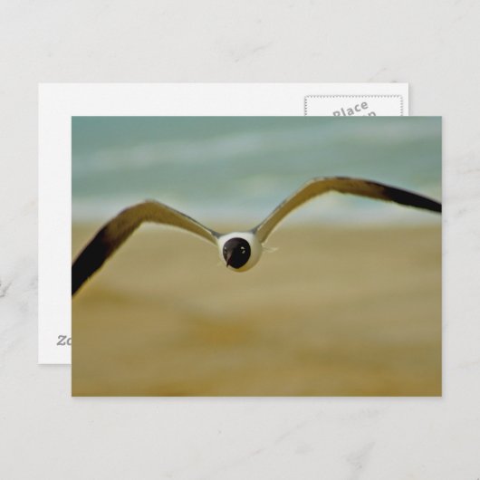 Gull kommt auf mich zu postkarte (Vorne/Hinten)