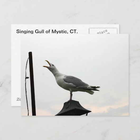 Gull of CT Postkarte (Vorne/Hinten)