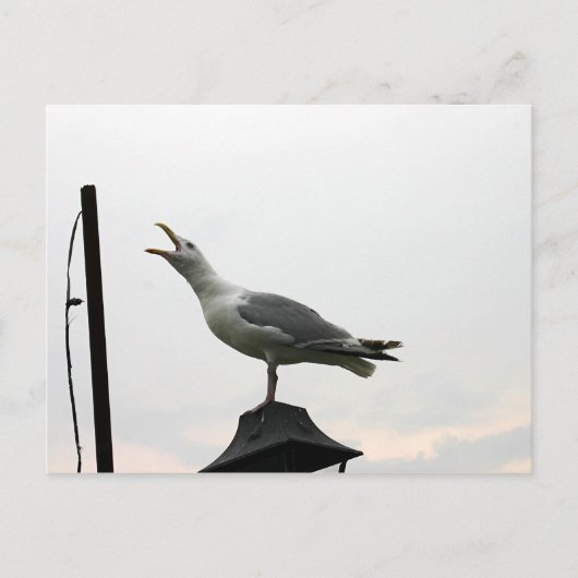 Gull of CT Postkarte (Vorderseite)