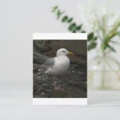 Gull on the Rocks Postkarte (Stehend Vorderseite)