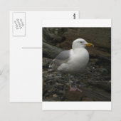 Gull on the Rocks Postkarte (Vorne/Hinten)