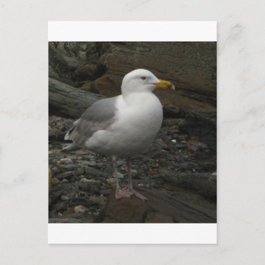 Gull on the Rocks Postkarte (Vorderseite)