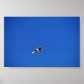 Gull Poster (Vorne)