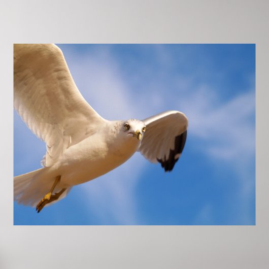 Gull Poster (Vorne)