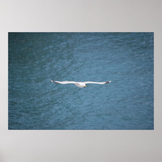 Gull Poster (Vorne)