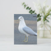 Gull Postkarte (Stehend Vorderseite)