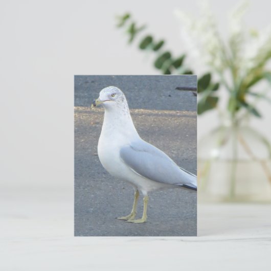 Gull Postkarte (Stehend Vorderseite)