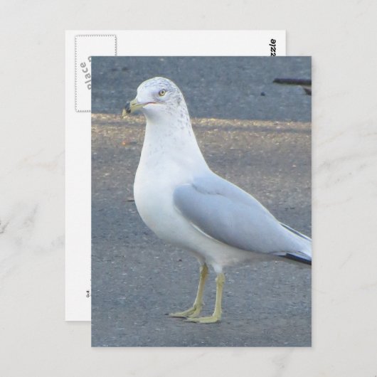 Gull Postkarte (Vorne/Hinten)