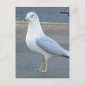 Gull Postkarte (Vorderseite)