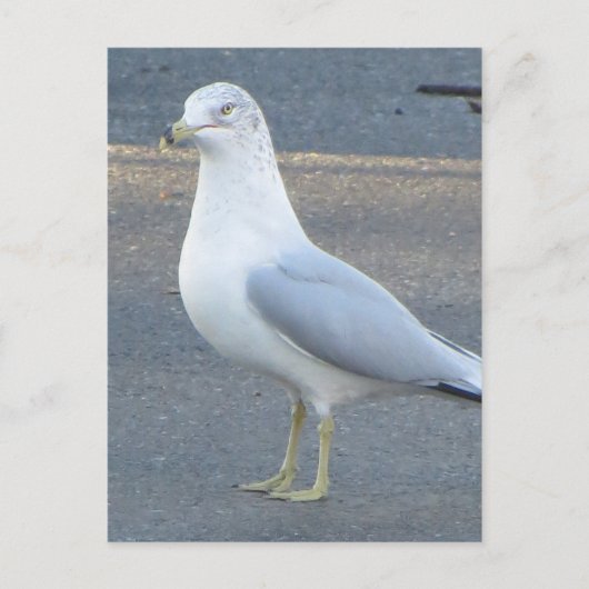 Gull Postkarte (Vorderseite)