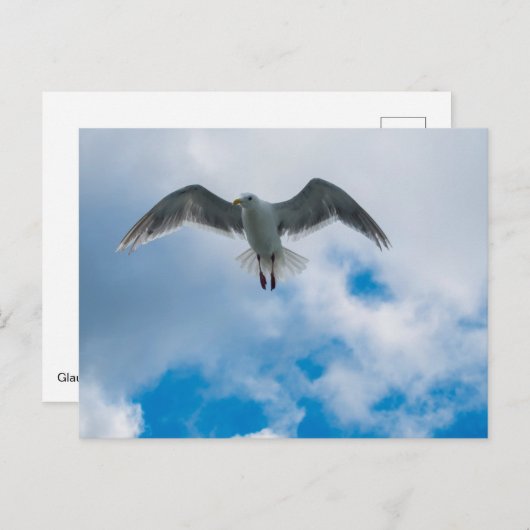 Gull Postkarte (Vorne/Hinten)