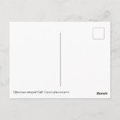 Gull Postkarte (Rückseite)