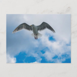 Gull Postkarte