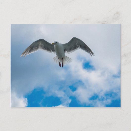 Gull Postkarte (Vorderseite)