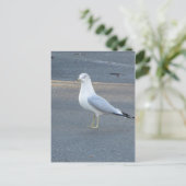 Gull Postkarte (Stehend Vorderseite)