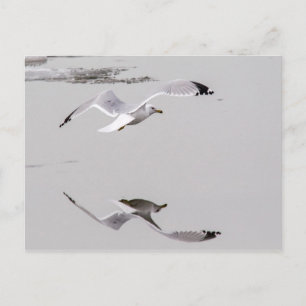 Gull Reflection Postkarte