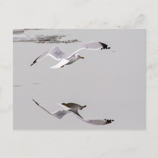 Gull Reflection Postkarte (Vorderseite)