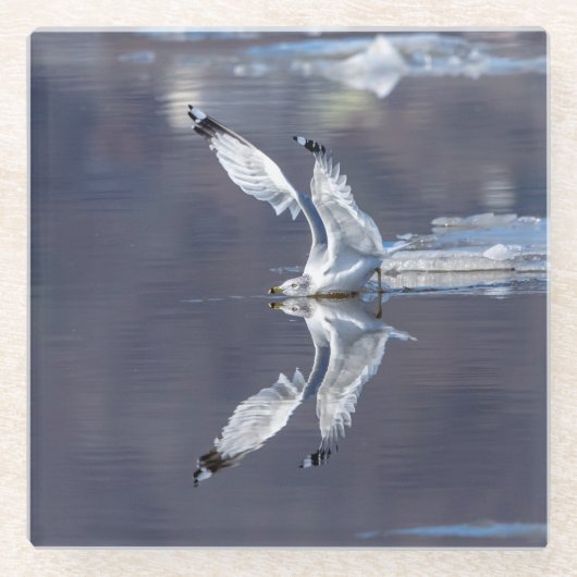 Gull-Reflektionen Glasuntersetzer (Vorderseite)