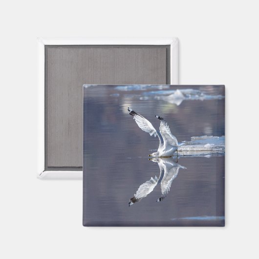 Gull-Reflektionen Magnet (Vorderseite/Rückseite)