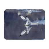 Gull-Reflektionen Magnet (Horizontal)