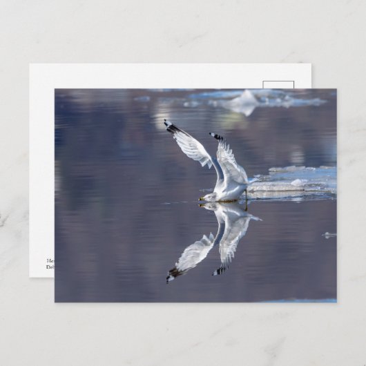 Gull-Reflektionen Postkarte (Vorne/Hinten)