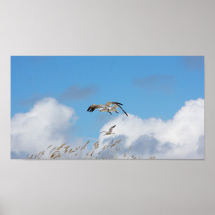 Gull Trio 1 Poster