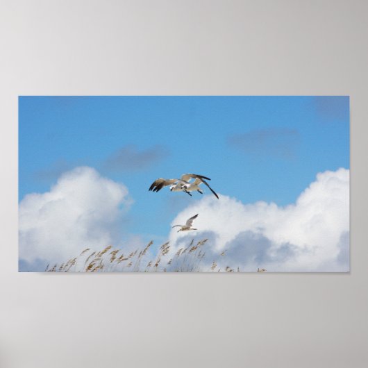 Gull Trio 1 Poster (Vorne)