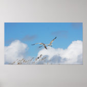 Gull Trio 2 Poster (Vorne)