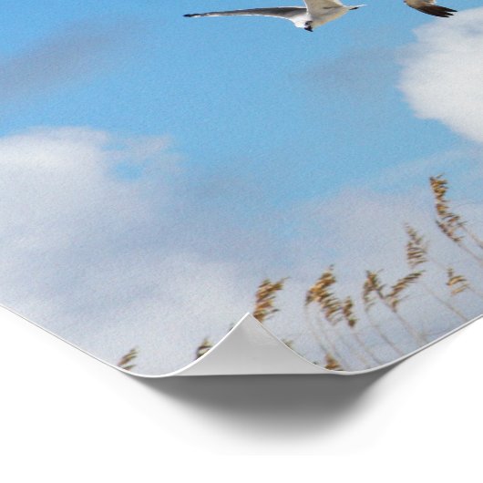 Gull Trio 3 Poster (Ecke)