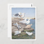 Gull Vintage Postkarte (Vorne/Hinten)