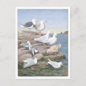 Gull Vintage Postkarte (Vorderseite)