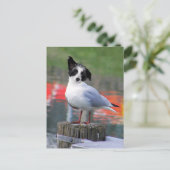 Gulldog Postkarte (Stehend Vorderseite)