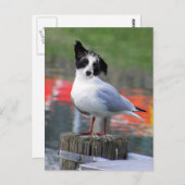 Gulldog Postkarte (Vorne/Hinten)