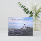 Gulls Ansammlung, Nordsee, Norderney, Ostfriesien Postkarte (Stehend Vorderseite)