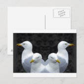 Gulls, Gulls, Gulls Postkarte (Vorne/Hinten)